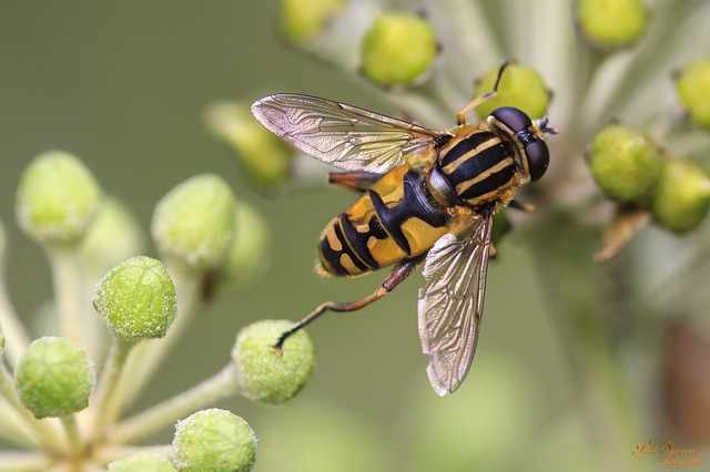 Šta raditi ako vas ujede osa, pčela ili stršljen: Super trik sprečiće bol i oticanje