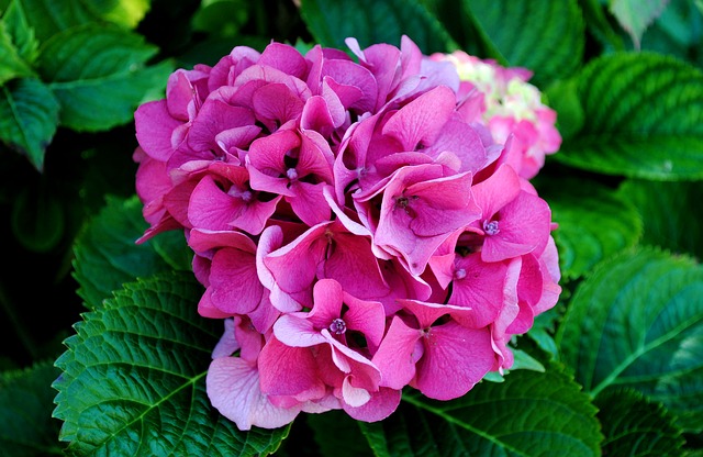 Sjajan trik – ovako hortenzijama možete da promenite boju cveta, probajte