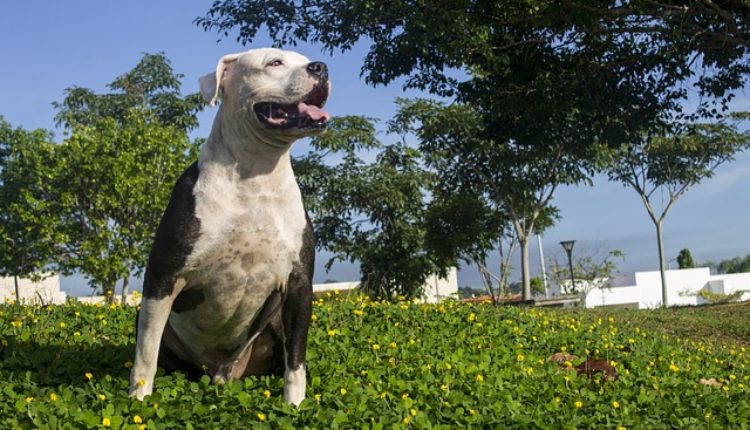 Ovaj pas smatra se NAJOPASNIJIM: U nekim zemljama je čak i zabranjen
