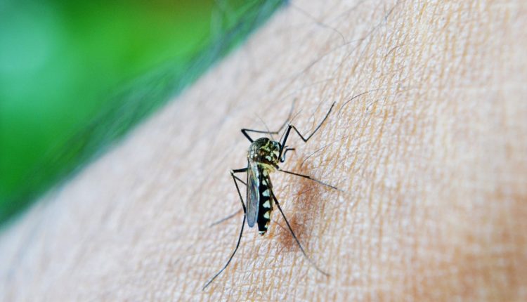 Spremite komarcima „paklenu dobrodošlicu“: 3 moćna trika da se rešite dosadnih krvopija