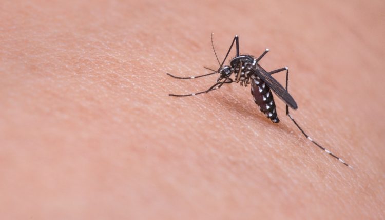 Komarci najviše napadaju ova 4 tipa ljudi, evo i zašto
