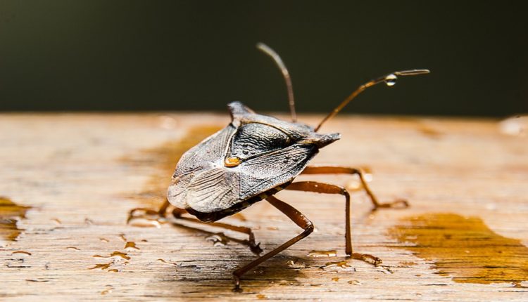 Prirodni načini na koje ćete isterati insekte iz kuće