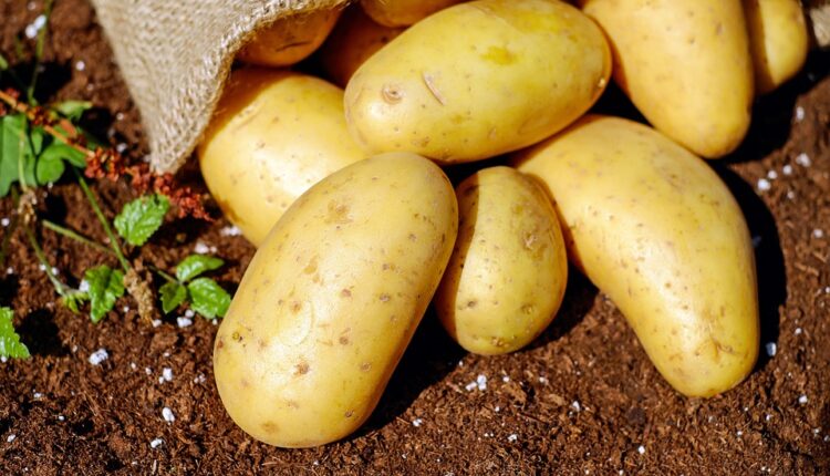 Kako sprečiti klijanje krompira, i top saveti kako da vam namirnice duže traju