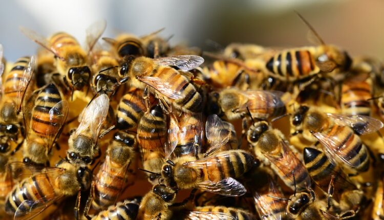 Zapanjujući razlog zbog kojeg je pomrlo pola milijarde pčela