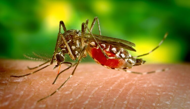 Zbogom dosadnim krvopijama: Napravite mirisnu tečnost i oterajte komarce iz kuće