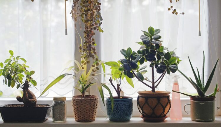 Nabavite ove biljke, oplemeniće vam dom i privući sreću i bogatstvo