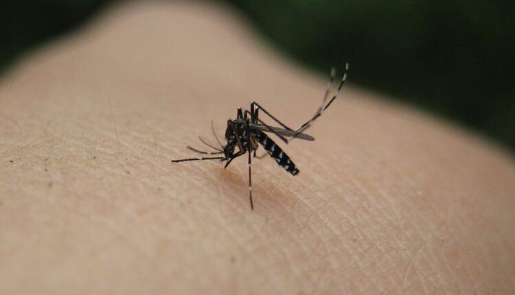 Osam sjajnih načina da sprečiti ubode komaraca dok spavate