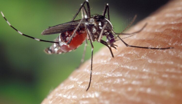 Kako komarci biraju koje će ljude ujesti, a koje ne?