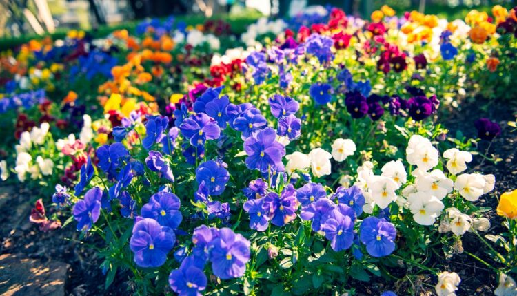 Da se bašta dugo šareni: Iskusni baštovani ovako čuvaju cveće od visokih temperatura
