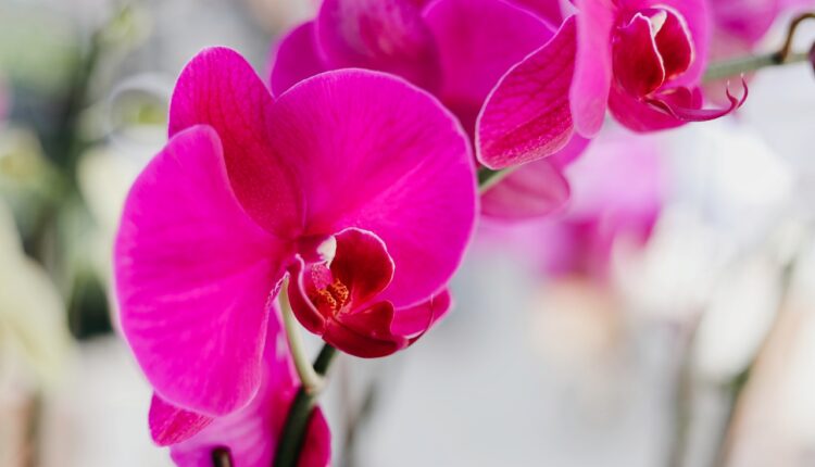 Vaše divne orhideje cvetaće i do 3 puta godišnje: 1 stvar je ključna u nezi