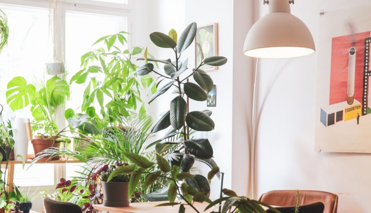 Krasi prostor, čisti vazduh: Ovu biljku svaki porodični dom treba da ima