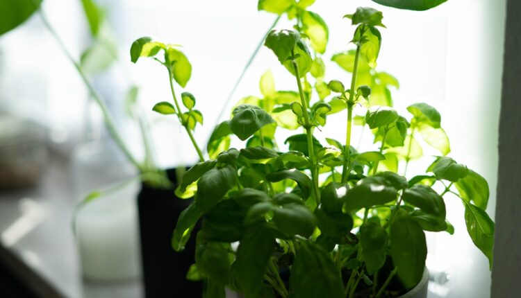 Uzgojite začinsko bilje na svojoj terasi, ovom metodom uspeva svima