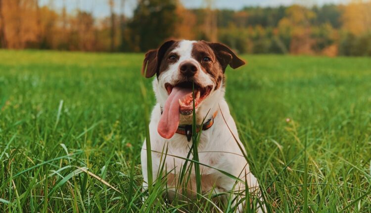 Mnogi imaju ovu naviku: Zašto psi jedu travu?