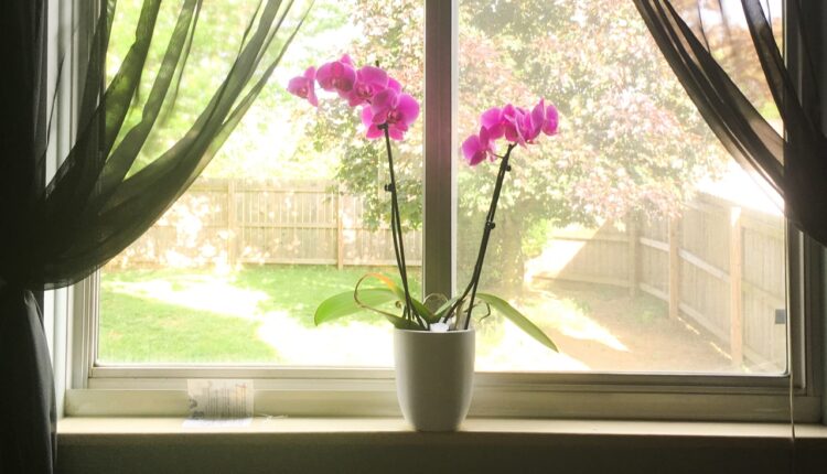 Orhideja može da cveta tokom cele godine: Samo morate da uradite ovo