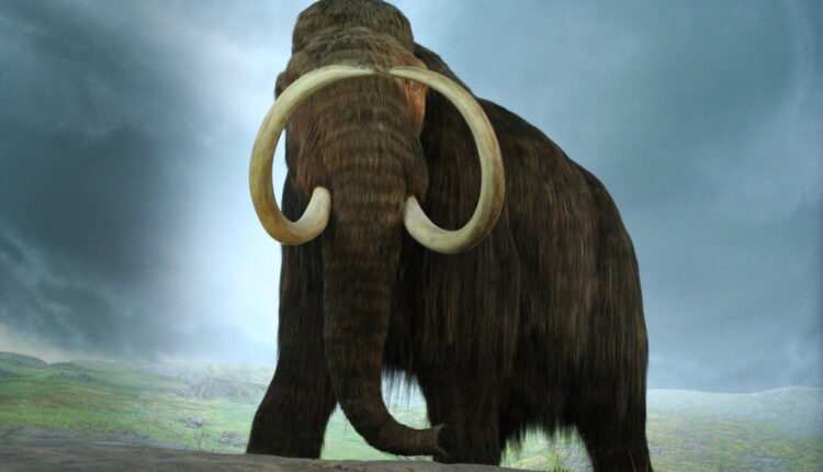 Veliko otkriće koje menja sve što smo znali o mamutima