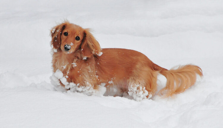 Da li je bezbedno šetati pse po snegu?