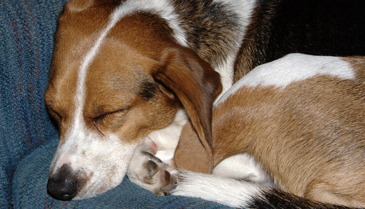 Nije zbog udobnosti: Zašto psi spavaju u sklupčanom položaju