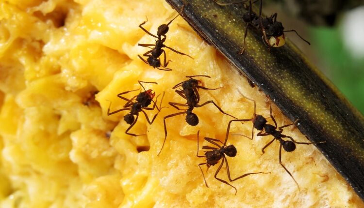 Kreće invazija mrava: Žena otkrila super trik kako ih se rešiti za samo 200 dinara