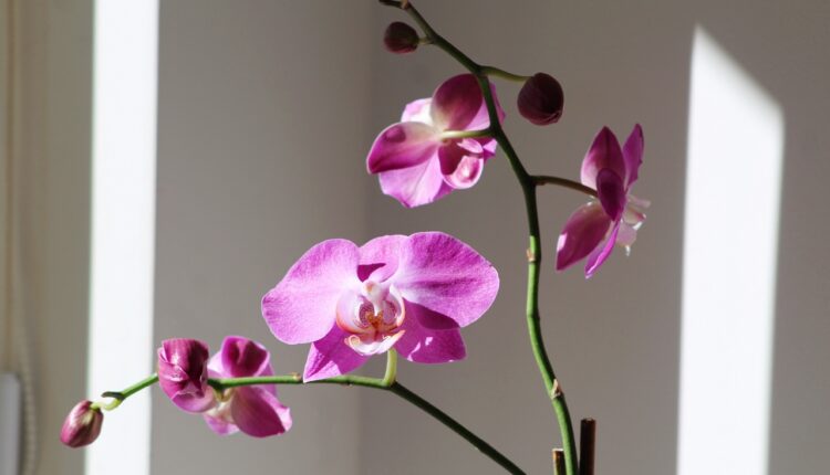 Sastojak iz kuhinje koji uspešno leči obolele orhideje