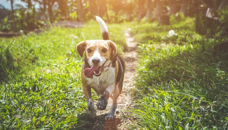 Da li je srećan ili nervozan: 4 stvari koje pas pokušava da vam kaže mahanjem repom