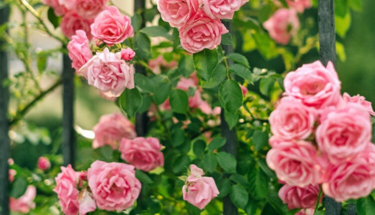 Ako želite da vam ruže bujno cvetaju, ovaj korak nikad ne smete da preskočite