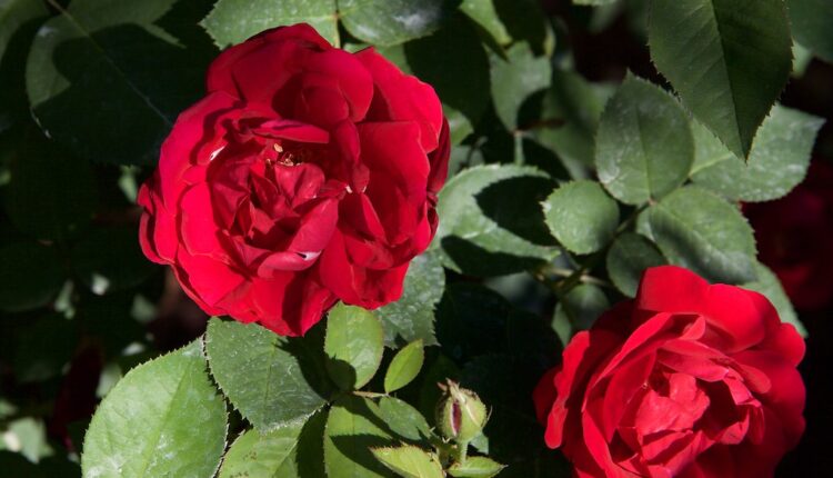 Krasiće vašu baštu cele godine: Ove ruže su kraljice cveća a predivno i mirišu