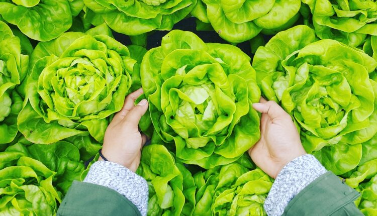 Jedete je svakodnevno, a ni ne znate koliko je zdrava: Zelena salata štiti celo telo