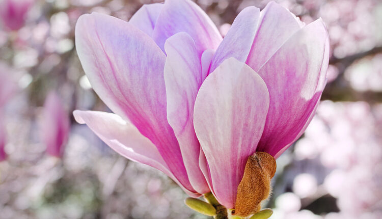 Ona je prava pravcata kraljica proleća: Kako da negujete prekrasnu magnoliju
