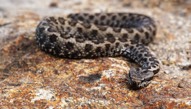 Koliko vrsta otrovnih zmija živi u Srbiji i ima li razloga za strah?