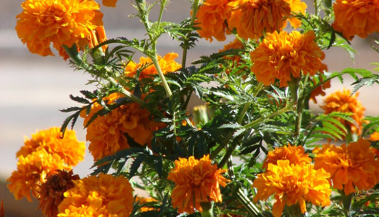 Recite biljnim vašima zbogom: Najbolji prirodni insekticid je jedan predivni cvet