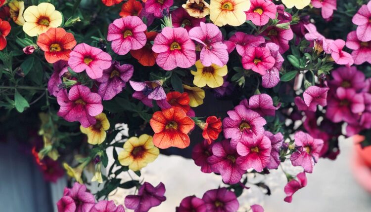 4 proverena trika da petunije cvetaju bujnije nego ikad: Uživaćete u njihovoj lepoti do kasne jeseni