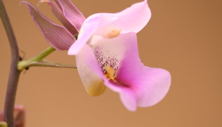 Preporodiće vaše orhideje: 3 trika da ove lepotice dugo krase vašu baštu ili balkon