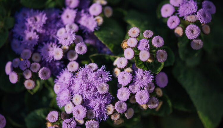 Nema ko vam neće pozavideti na najlepšoj bašti: Ova biljka cvetaće čak do prvih mrazeva