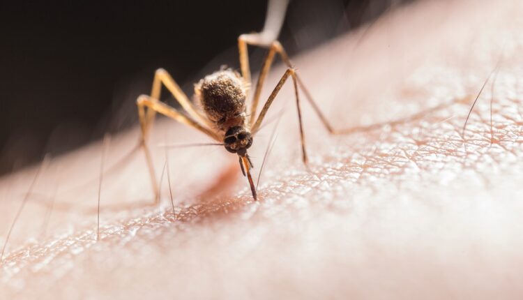 Zašto komarci neke ljude ujedaju, a neke ne?