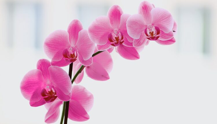Potopite ovu namirnicu iz kuhinje u vodu i time zalivajte orhideju: Cvetaće bujnije nego ikad